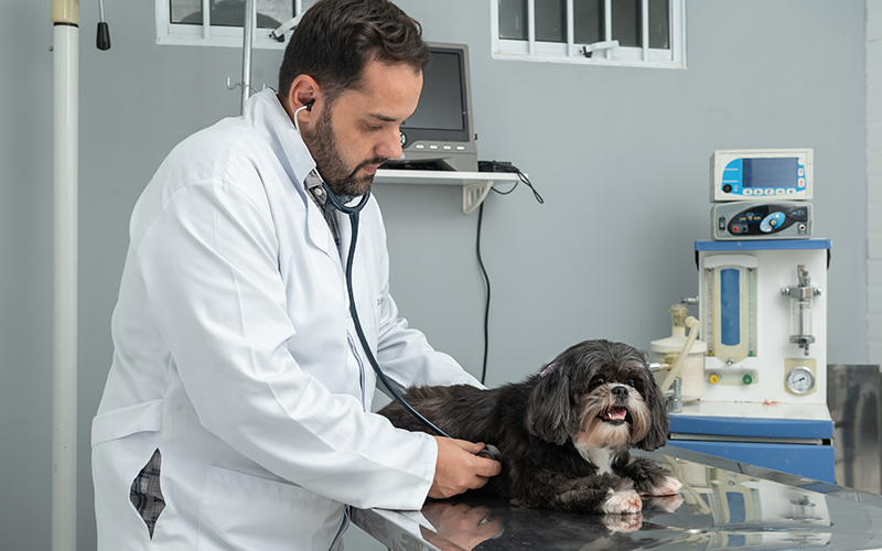 Congestive Heart Failure (CHF) In Dogs And Cats