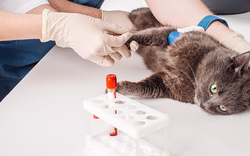 Pancreatic enzymes for clearance cats