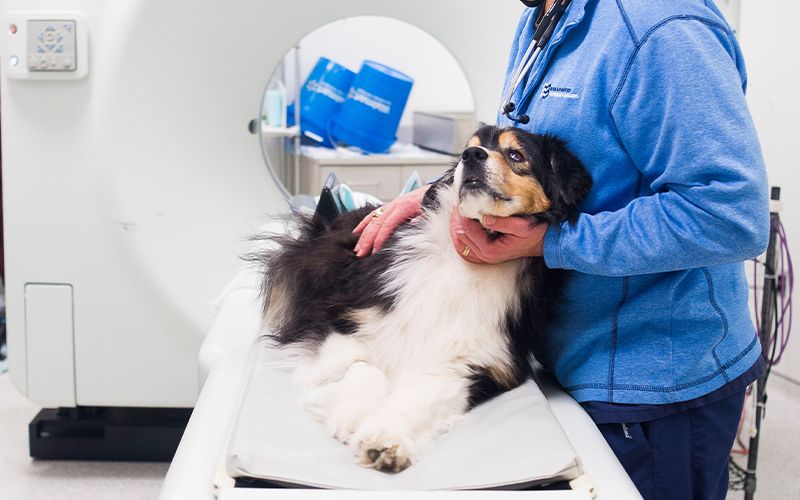 Dog hotsell seizures treatment