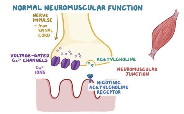 acetylcholine receptor myasthenia gravis