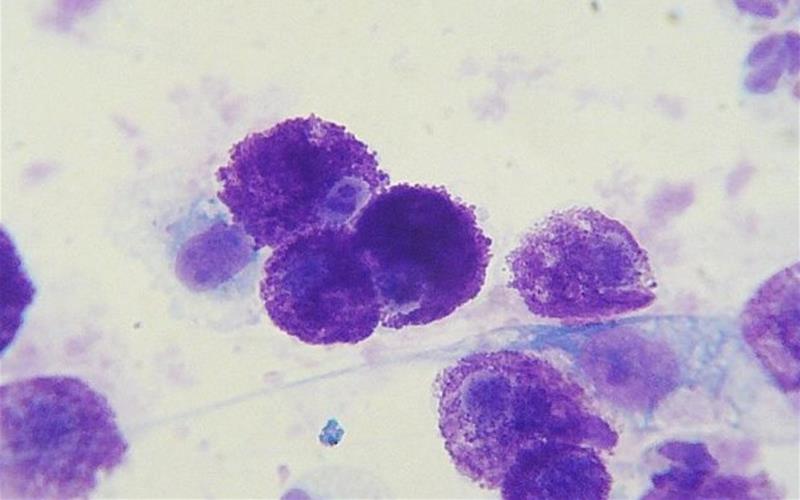 Mast Cell Tumors in Dogs and Cats Canine and Feline MCT