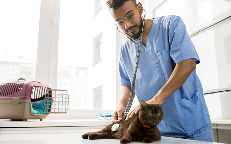 Small store dog veterinarian