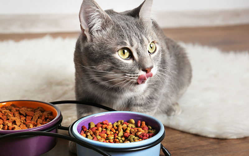 Tips For Selecting Food That Will Fit Your Pet s Needs