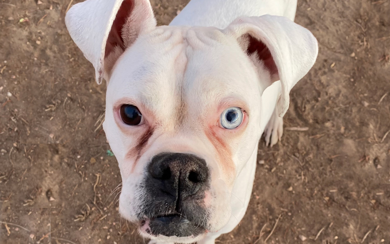 White boxer blue sales eyes